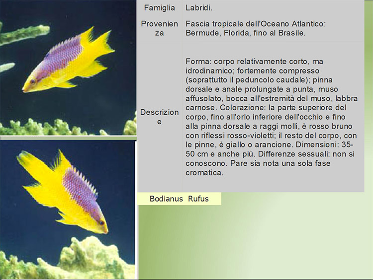il museo oceanografico di Monte Carlo