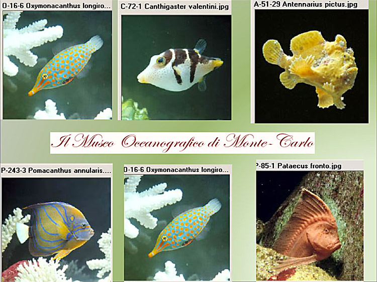 il museo oceanografico di Monte Carlo