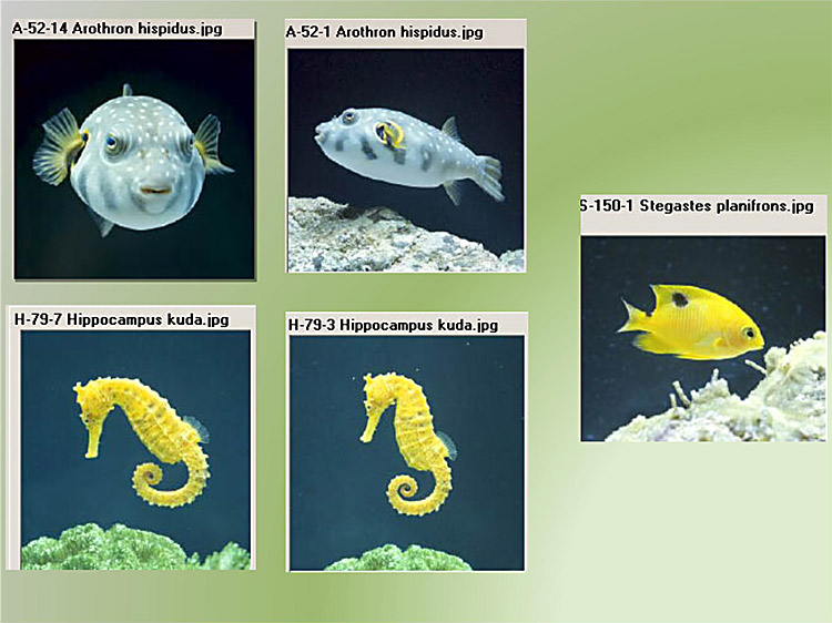 il museo oceanografico di Monte Carlo