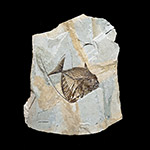 Mene rhombea: uno dei pesci fossili pi tipici del giacimento